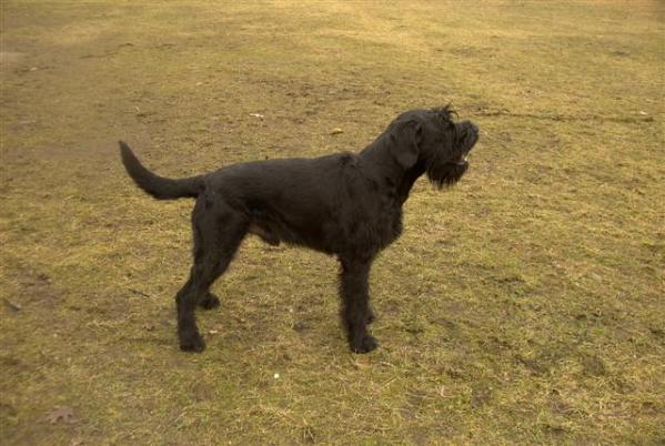 Bronco von Charlys Meute | Giant Schnauzer 