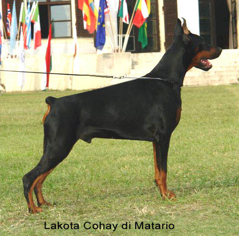 Lakota Cohay di Matario | Black Doberman Pinscher