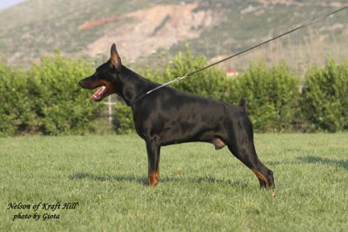 Nelson of Kraft Hill | Black Doberman Pinscher