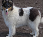 Stirling's A Little Bit Of Stardust | Rough Collie 