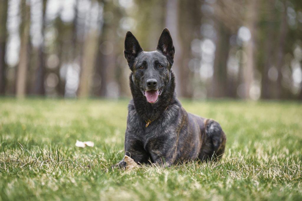 Bahama Black Beck Herders | Dutch Shepherd 