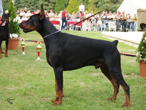 Iron del Verdiano (LO05100641) | Black Doberman Pinscher