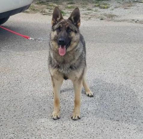 Cleopatra vom Sudenblick | German Shepherd Dog 