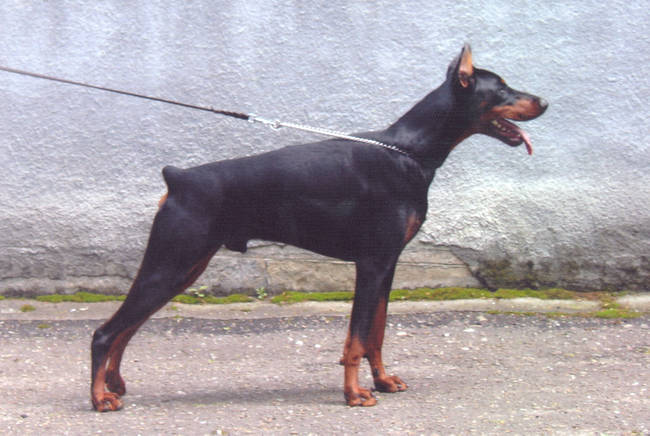 Ak-Yar Musson | Black Doberman Pinscher