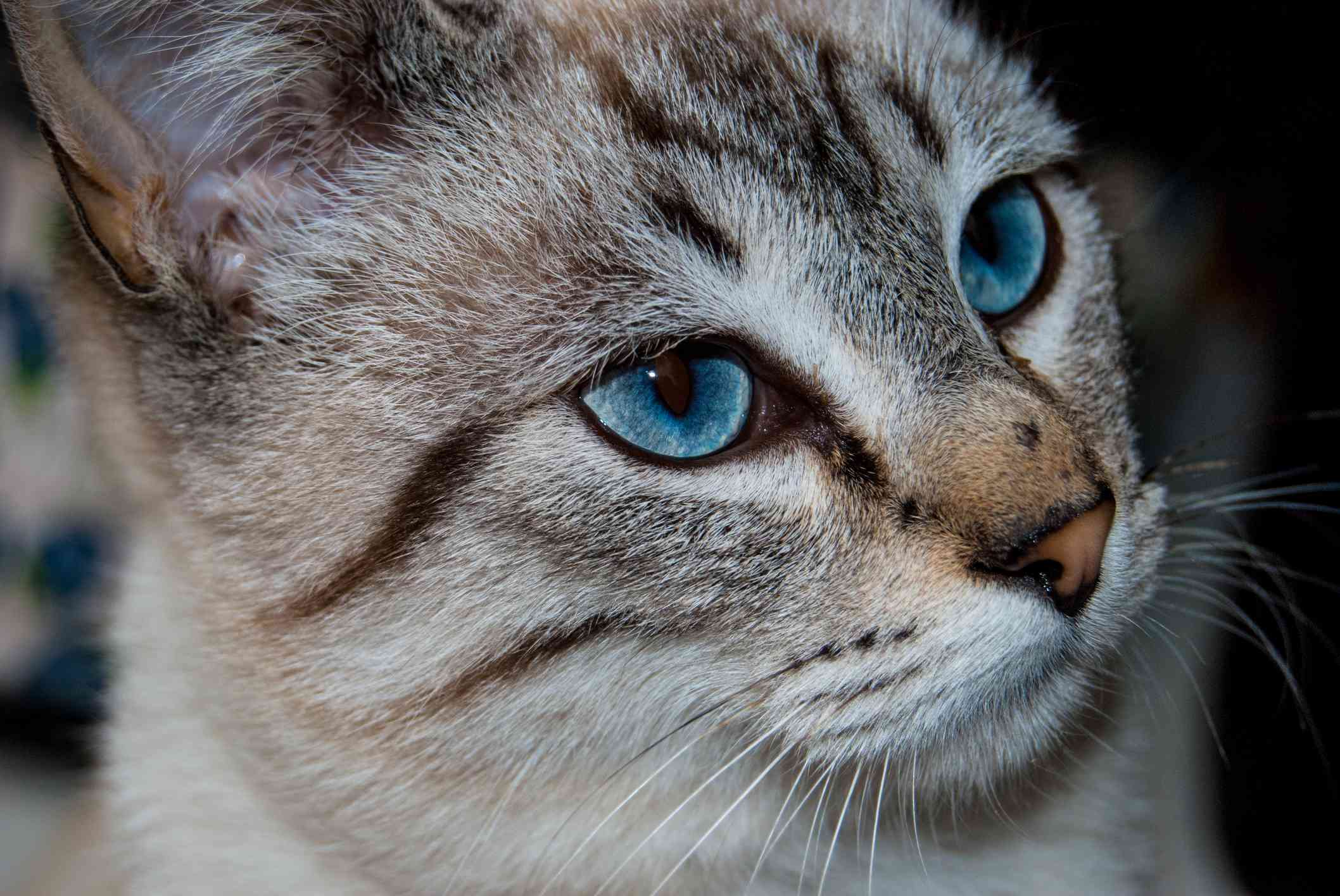 	Ojos Azules