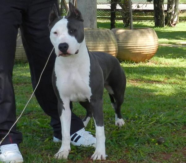 Amstaff Camarilha Bantim Miriel | American Staffordshire Terrier 