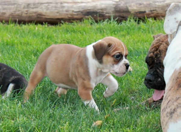 Dogface's Fred | Olde English Bulldogge 