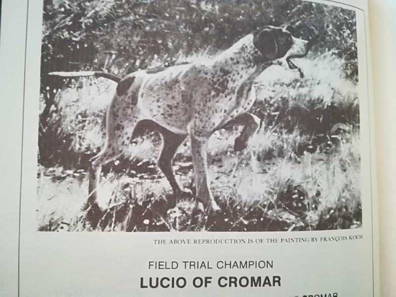 LUCIO OF CROMAR | Pointer 