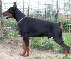 Kuno di Stefusto | Black Doberman Pinscher