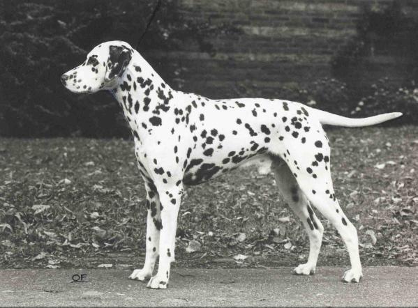 Cadoc v. Huis Dalmatho | Dalmatian 