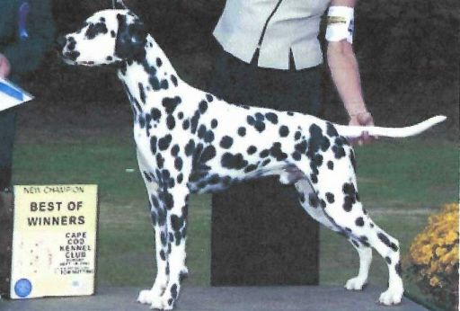 Guardian Brave and Noble | Dalmatian 