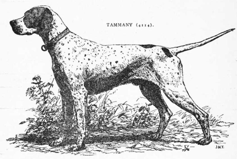 Tammany (1883) [ 4114 v3 Hochwalt/Shield] (Tory x Moonstone) | Pointer 