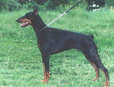 Tara Red Aizel Shtamm | Black Doberman Pinscher