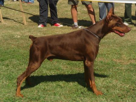 Goldi Flashived | Brown Doberman Pinscher