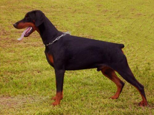 Famous Flegon de Grande Vinko | Black Doberman Pinscher