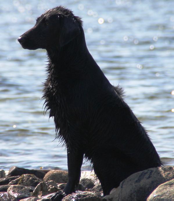 Black Magic of Hell's Cayuga Cookain | Flat-Coated Retriever 