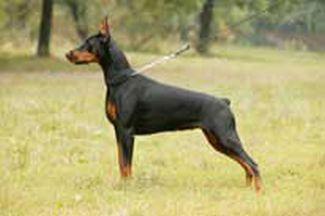 Focus Kahlua | Black Doberman Pinscher