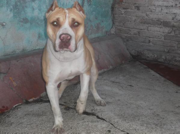 Classic Bulls Rudy | American Pit Bull Terrier 