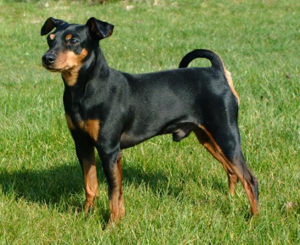 Rusty von der Porta | Miniature Pinscher 