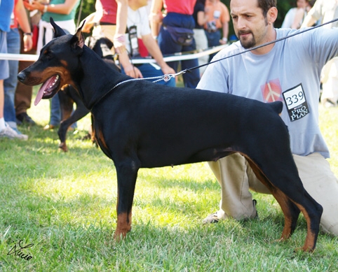 Focus Never Ending Story | Black Doberman Pinscher