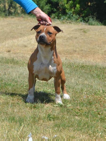 Elisabeth of Fianna | American Staffordshire Terrier 