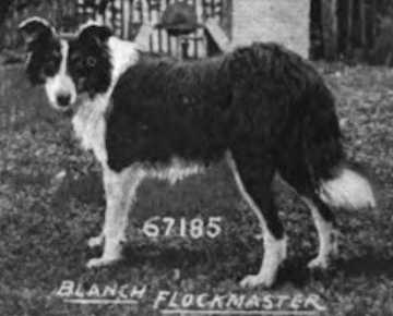 Blanch Flockmaster | Rough Collie 