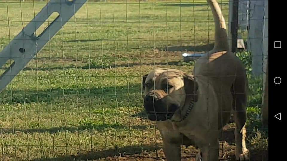 Bracco MB Furia | African Boerboel 