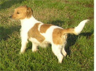 Querida del Pian dei Carpini | Jack Russell Terrier 