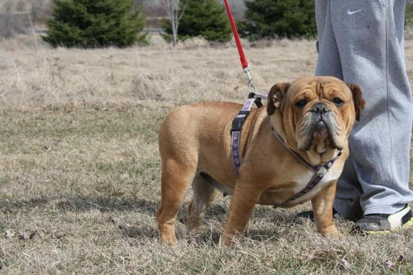 Freed's Izzy | Olde English Bulldogge 