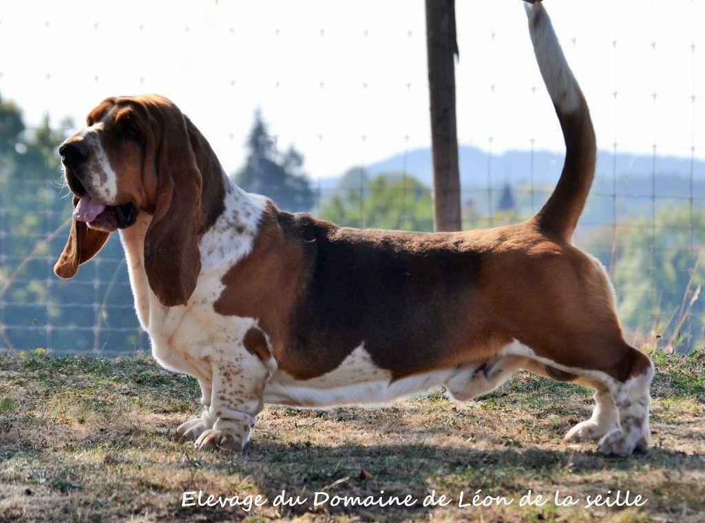 vezuvii Oscar | Basset Hound 