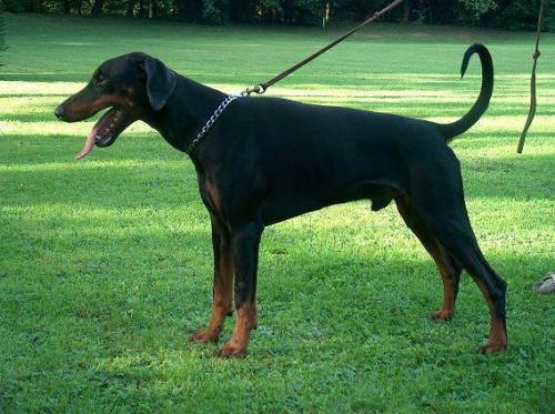 Ataraxie's Achilles | Black Doberman Pinscher