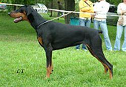 Cikanka od Sopecne hory | Black Doberman Pinscher