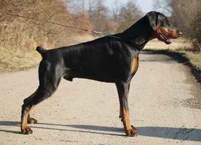 Cardinal Hektor od Sopecne hory | Black Doberman Pinscher