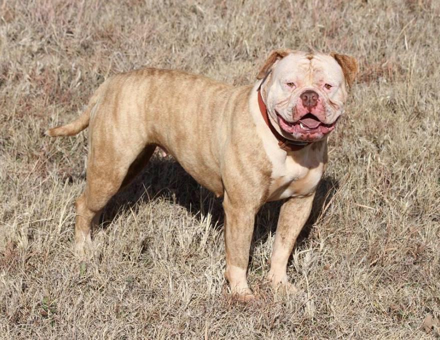 Bull Pull’s Cagney | Olde English Bulldogge 