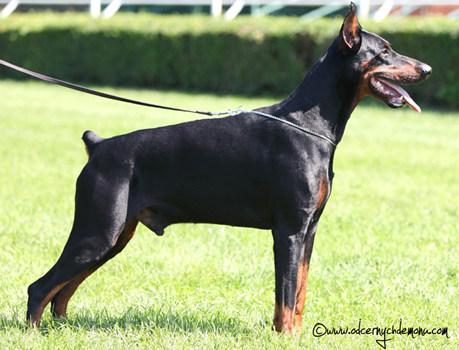 Jastin Abba-Sonia | Black Doberman Pinscher