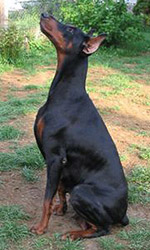 Angel v. Cobra | Black Doberman Pinscher