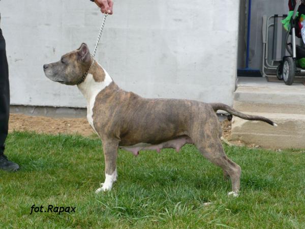 ERA Zloty Kanion | American Staffordshire Terrier 