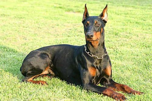 Chessy v.d. Lüssenwiese | Black Doberman Pinscher