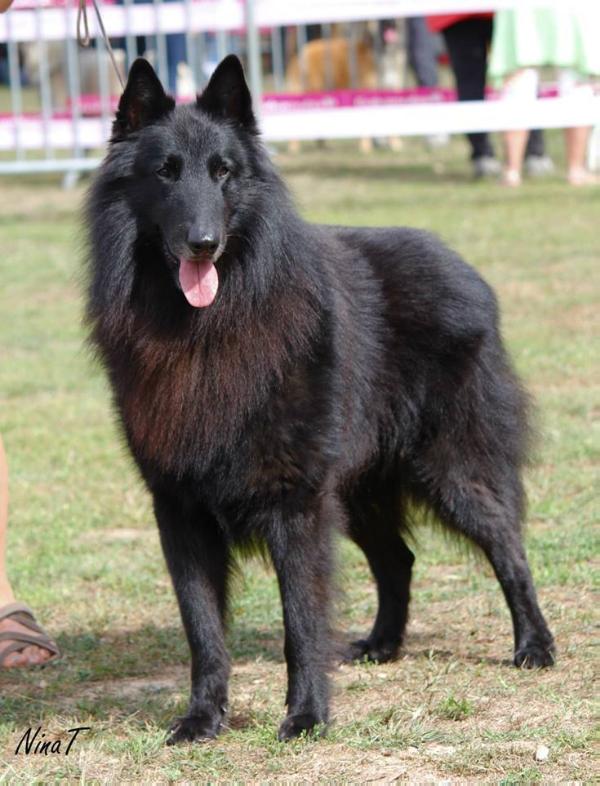 Milan Black z Kovárny | Belgian Groenendael 