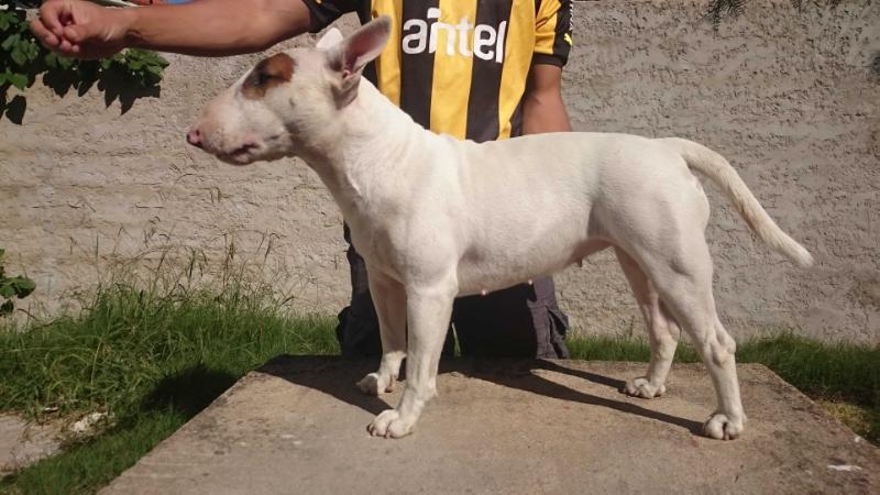 DIANA DE OLIMPO PETS | Bull Terrier 