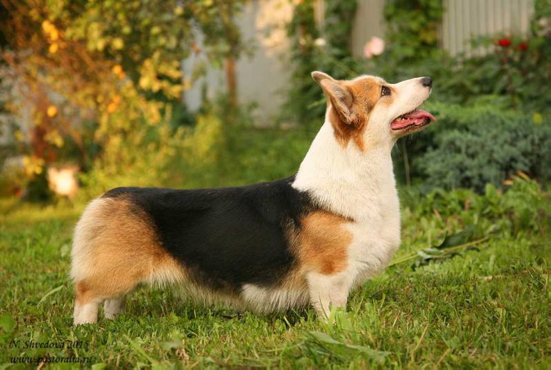 Hailait's Vanda | Pembroke Welsh Corgi 