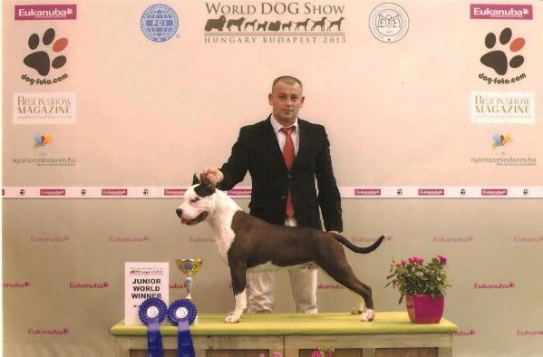 King of my Heart of Nimiloxus | American Staffordshire Terrier 