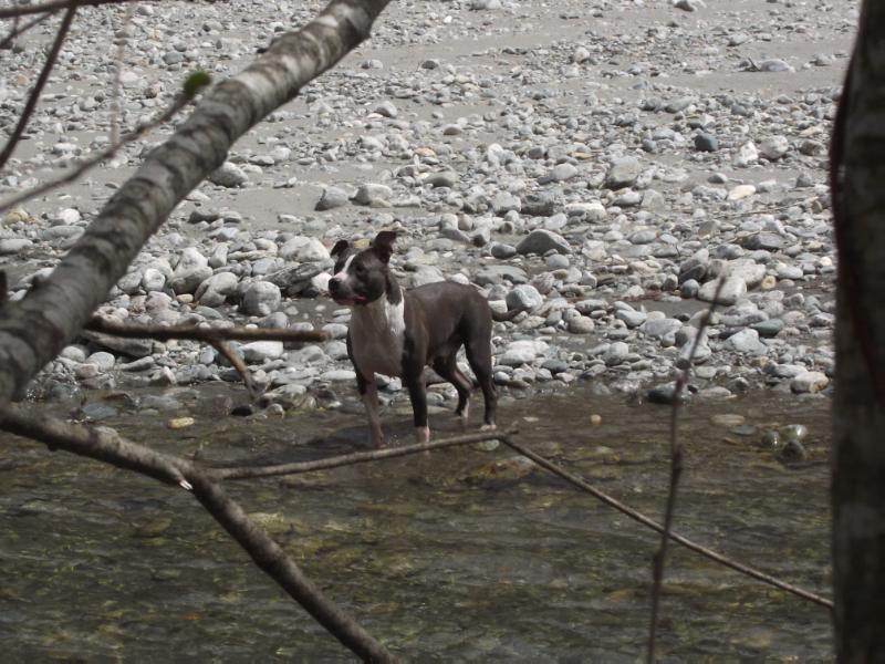 henji | American Staffordshire Terrier 