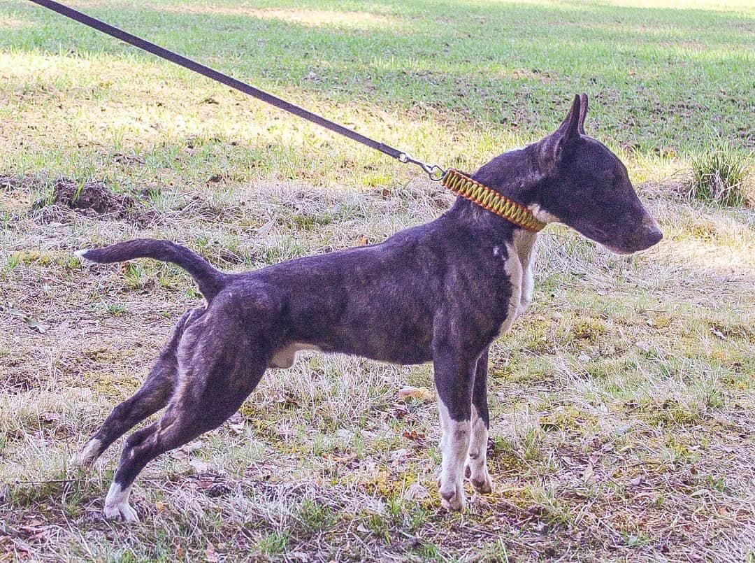 Ferox Nex Calimero | Bull Terrier 