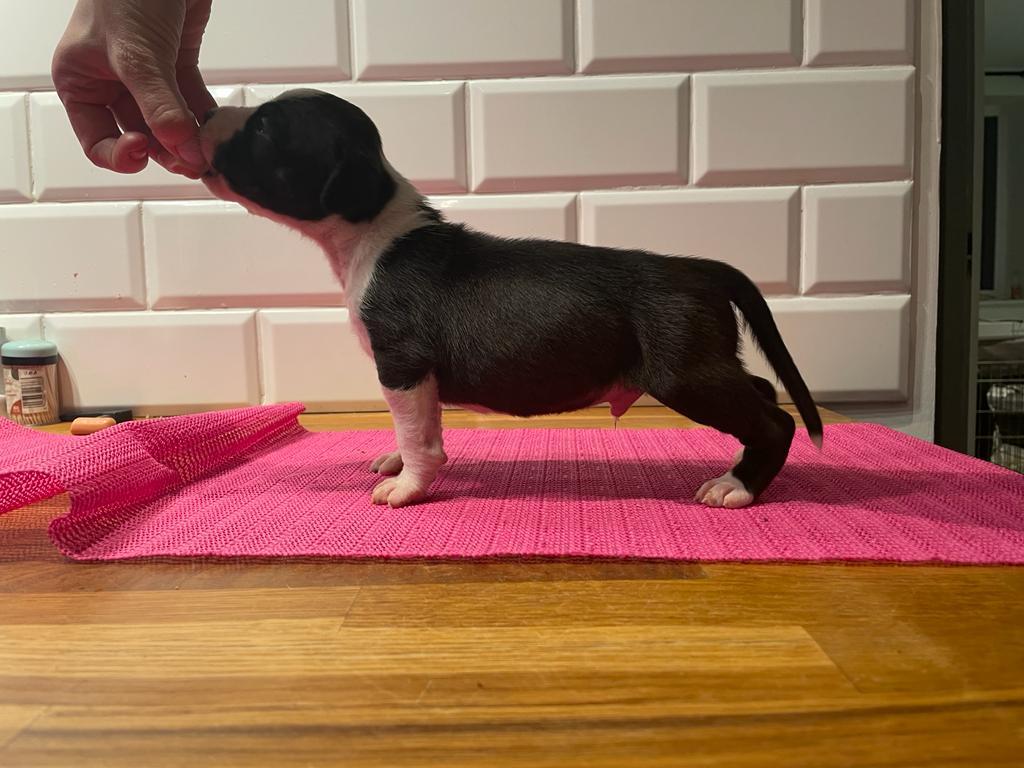 Me Heartbeat Semper Invicta | American Staffordshire Terrier 