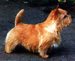 Cobby's Bun O'Honey | Norwich Terrier 