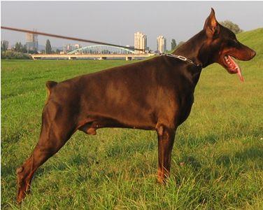 Harold Viggo de Nobilli Negri | Brown Doberman Pinscher