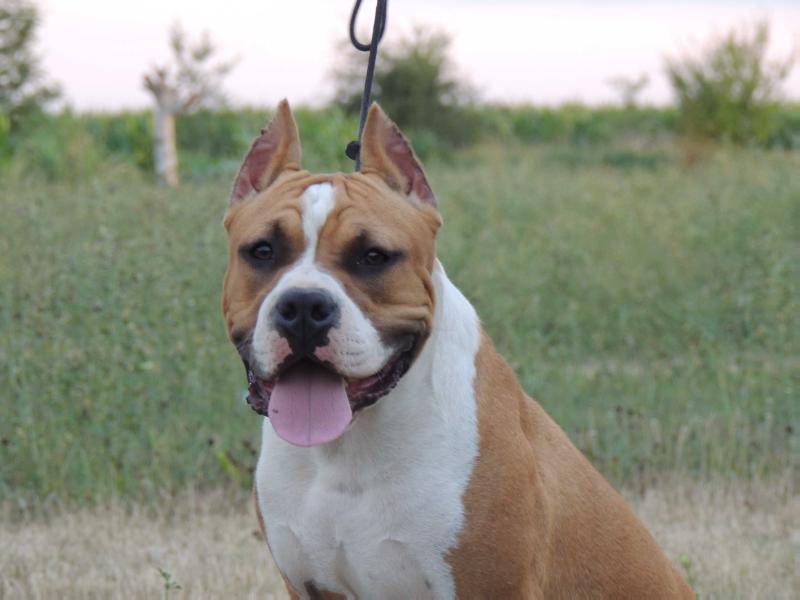 Borna Wild Rose | American Staffordshire Terrier 
