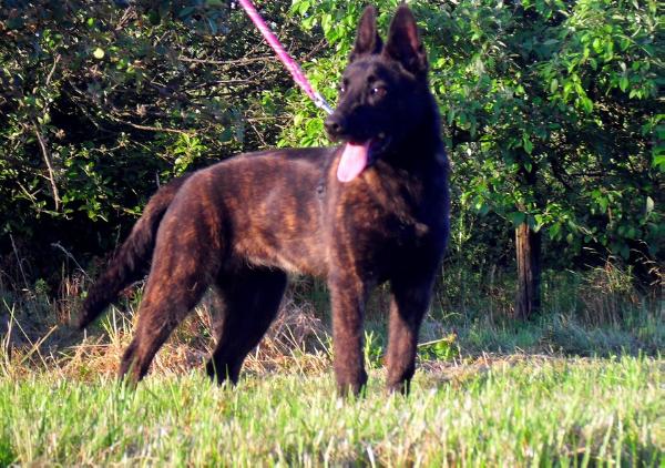 iguana du blason a croix d'argent | Dutch Shepherd 