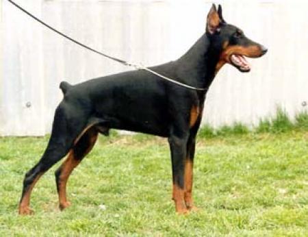 Zingaro di Perlanera | Black Doberman Pinscher